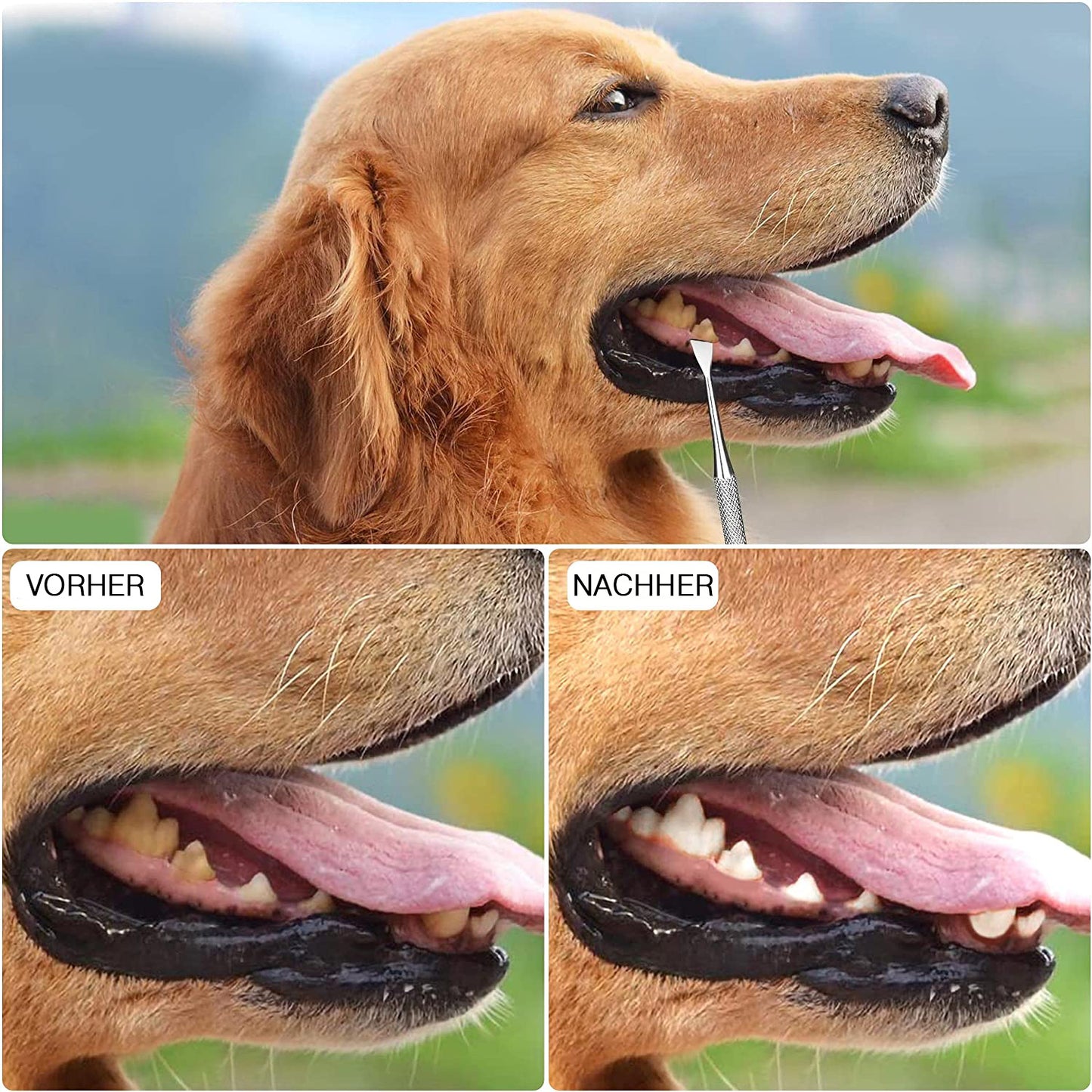 COOL-i ®Zahnpflege für Tiere,Hund Zahnreinigung Kit, Edelstahl Zahnpflege Set Zahnreinigung Werkzeug 3 Stück